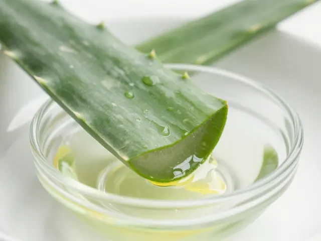 Jak získat šťávu z aloe vera: Průvodce pro domácí přípravu